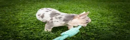 French Bulldog dogs for sale: Spencer 🐾 - Ad 7