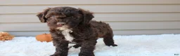 Cavapoo dogs for sale: Jasper - Ad 6