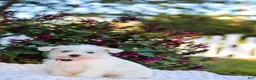 Mixed Breed dogs for sale: Powderpuff - Ad 3
