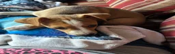 Rat Terrier dogs for sale: Thomas - Ad 12