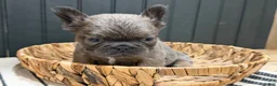 French Bulldog dogs for sale: Blueberry - Ad 14