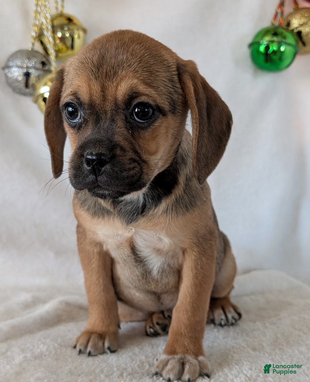 Puggle dogs for sale: Joy  - Ad 5