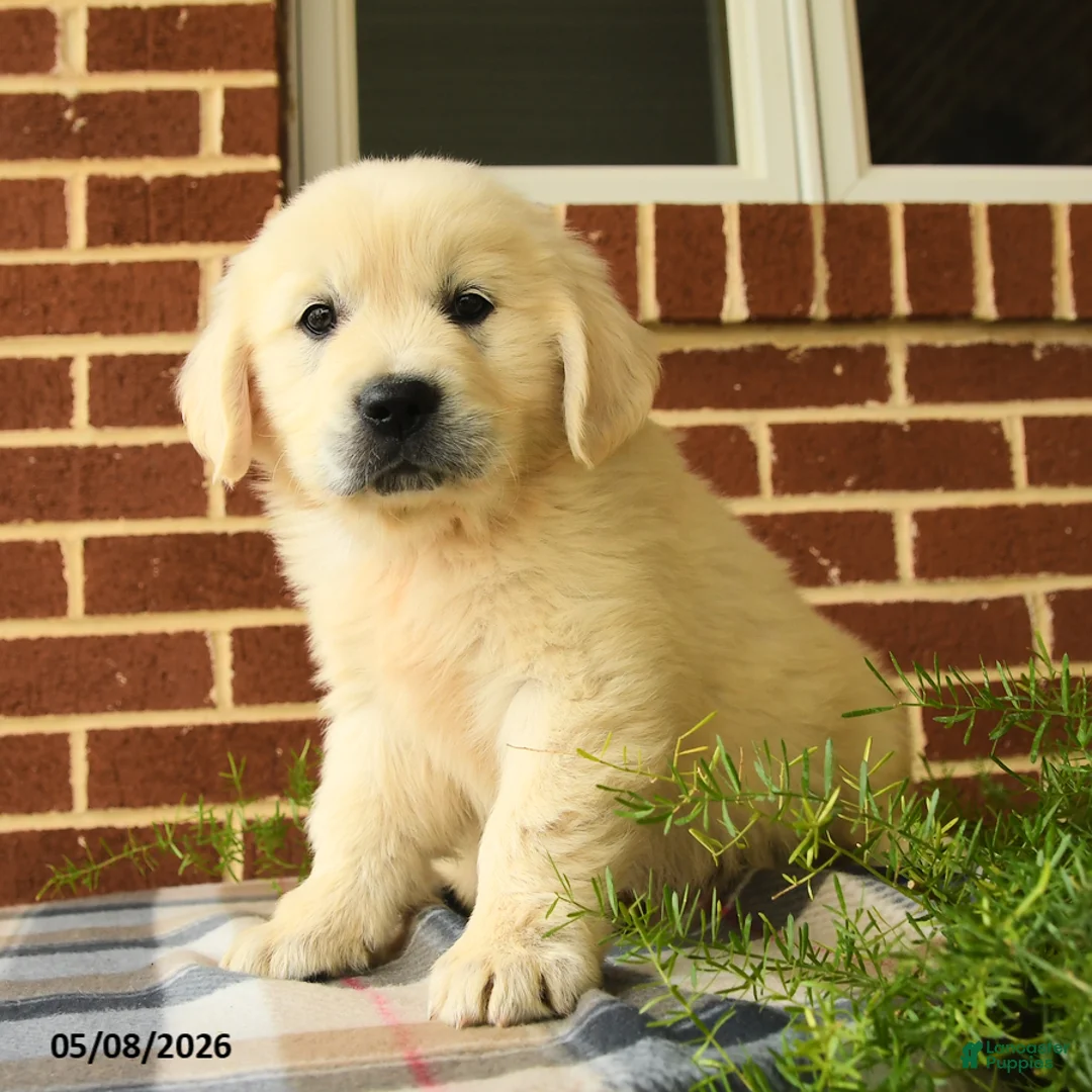 Golden Retriever dogs for sale: Pedro - Ad 1