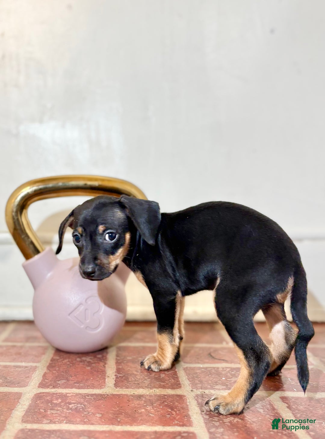 Mixed Breed dogs for sale: Pocket Pet 1 - Ad 1