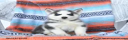 Siberian Husky dogs for sale: Sadie - Ad 4