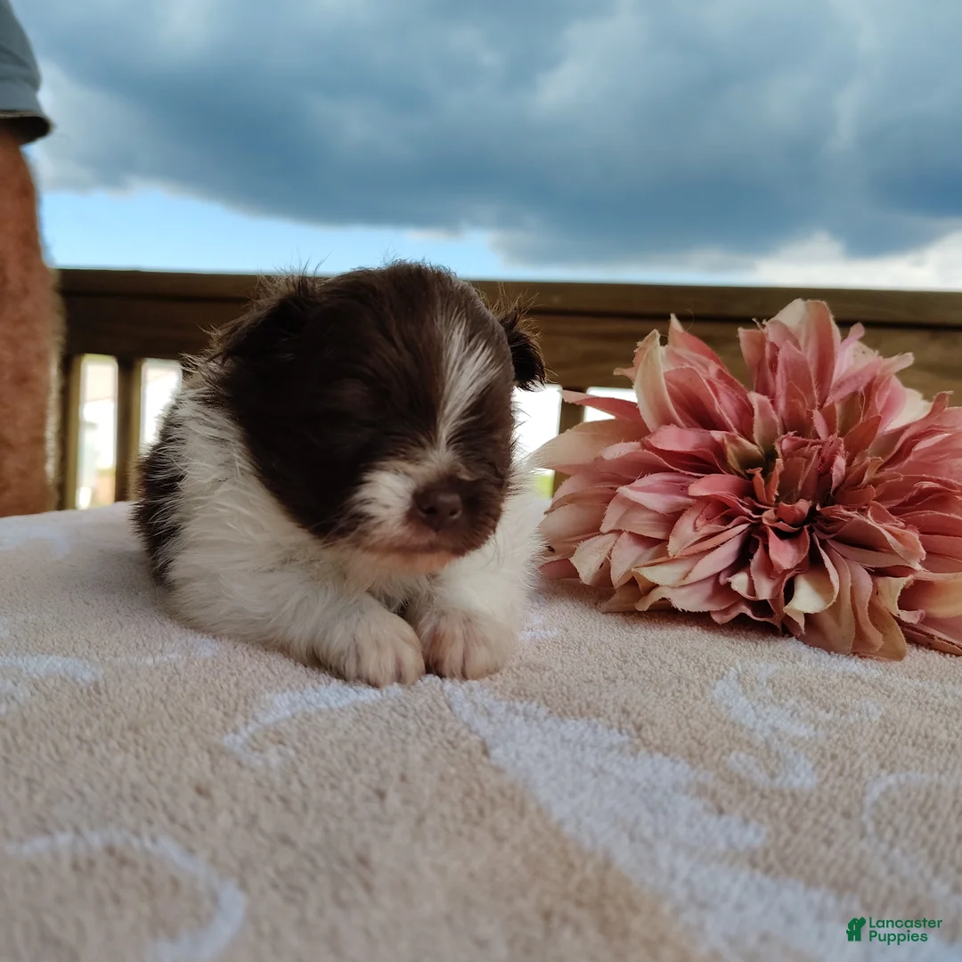 Pomeranian dogs for sale: Peachy keen - Ad 1