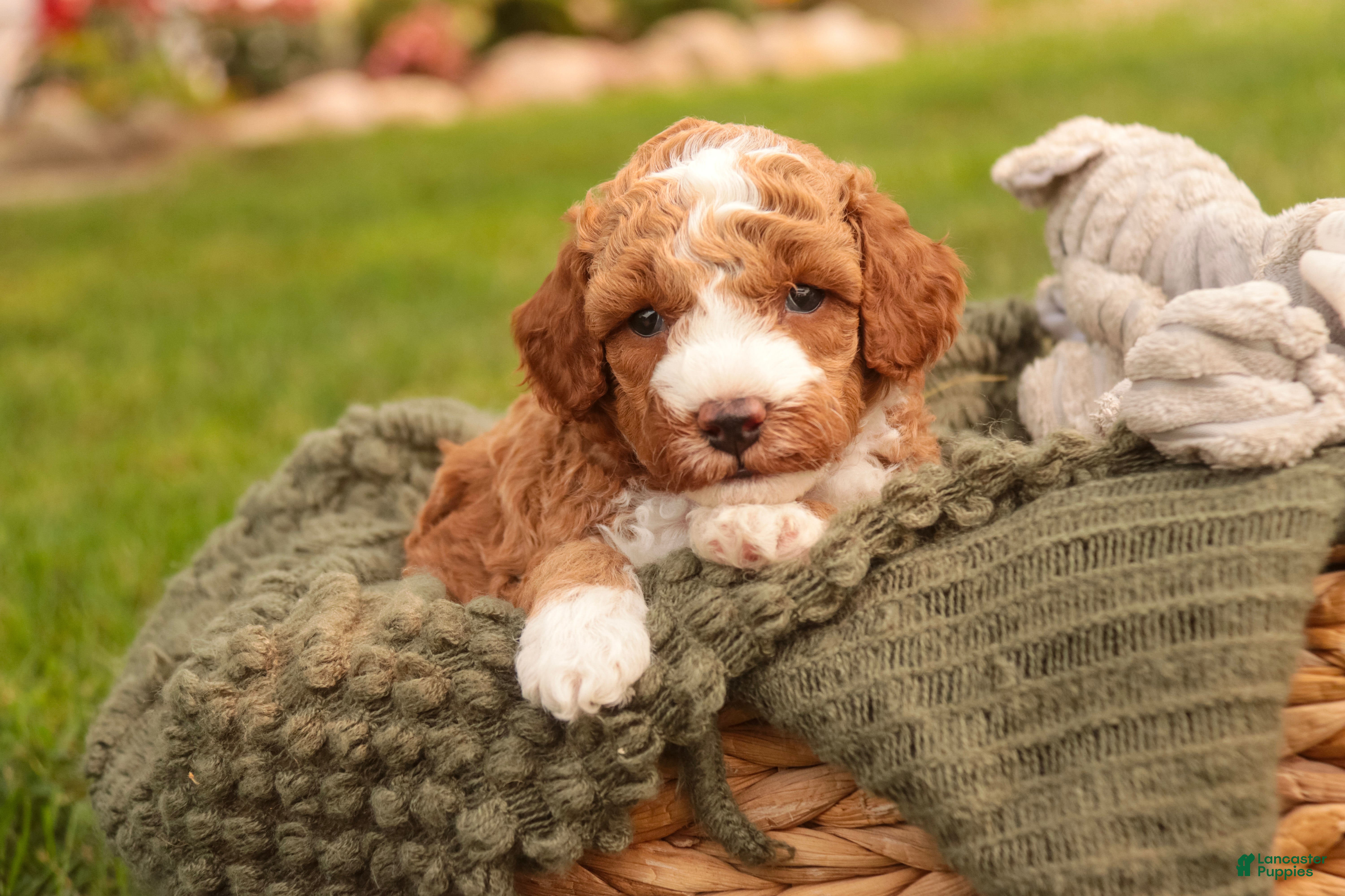 Miniature Poodle dogs Festus Miniature Poodle  - Ad 2
