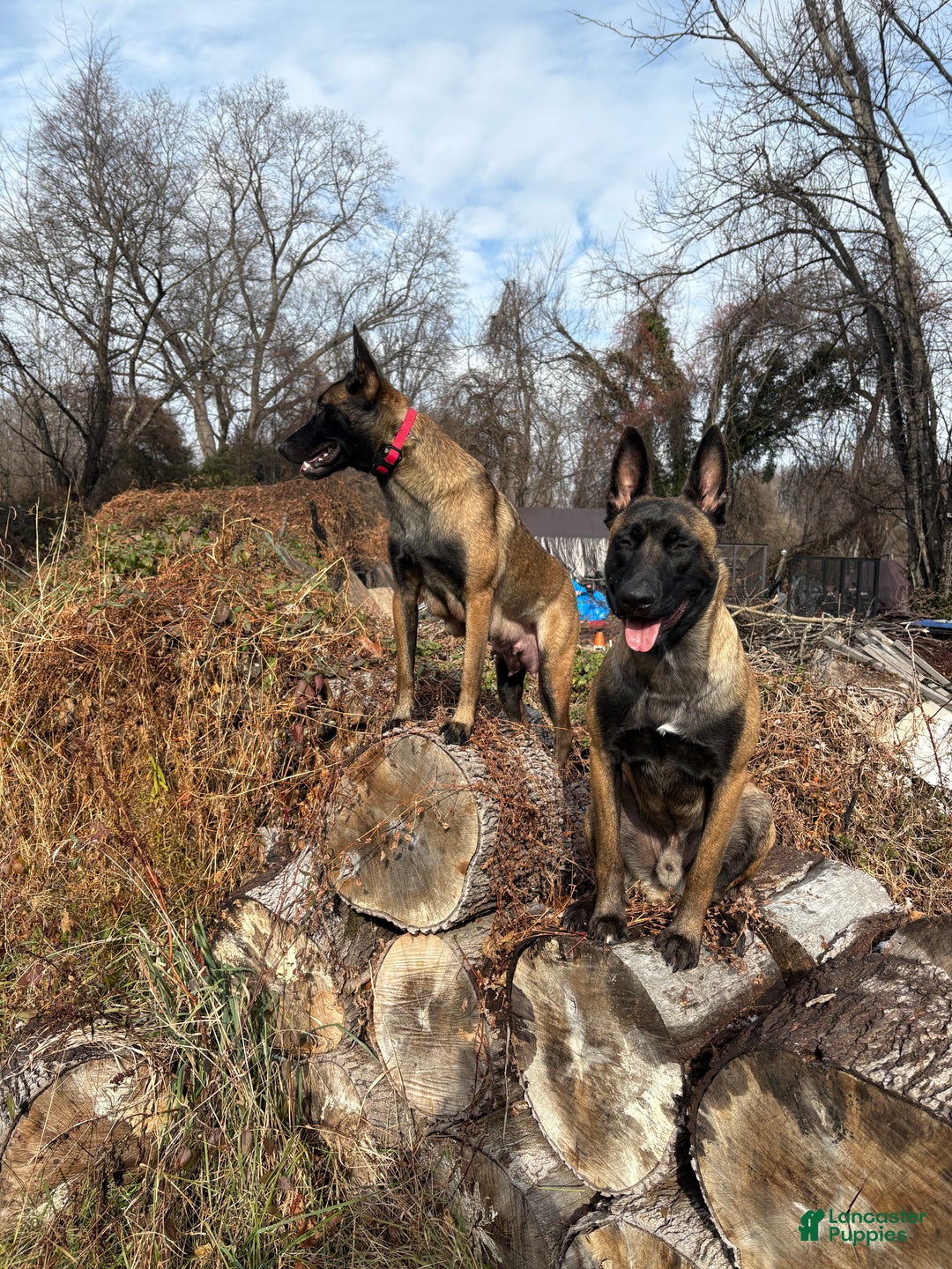 Belgian Malinois dogs for sale: Belgian Malinois Puppy 6 - Ad 7