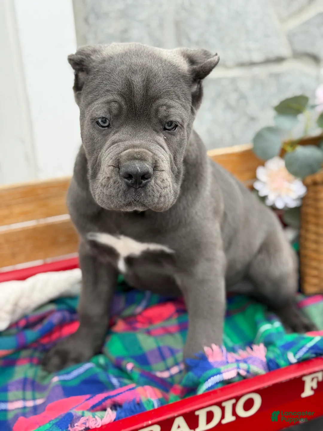 Cane Corso dogs for sale: Butch - Ad 9