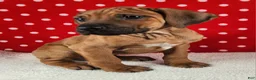 Rhodesian Ridgeback dogs for sale: Thor - Ad 6