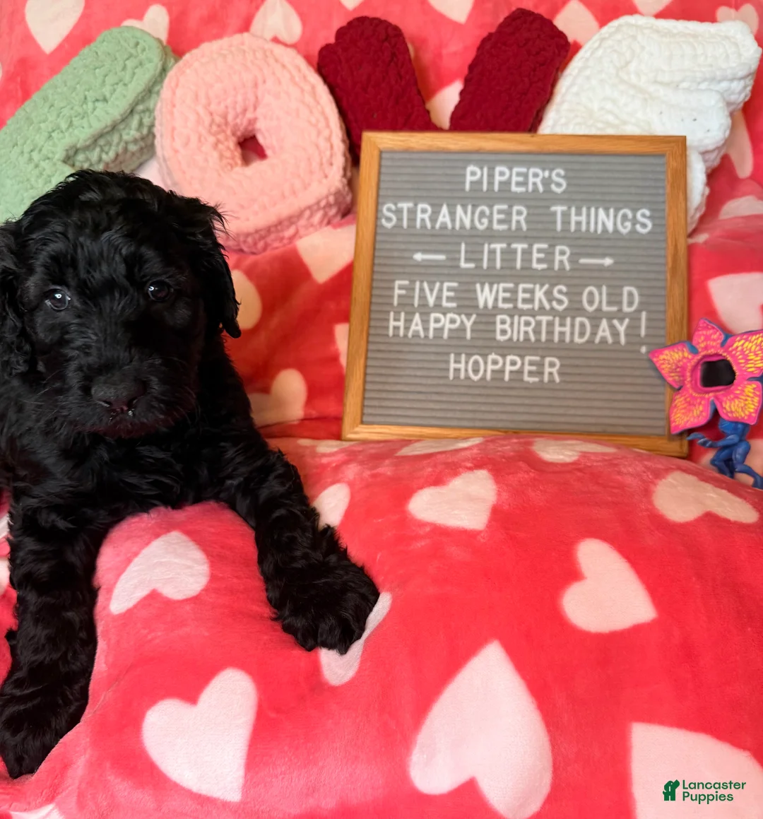 Goldendoodle dogs for sale: Hopper - Ad 1