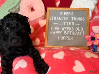 Goldendoodle dogs Hopper - Ad 4