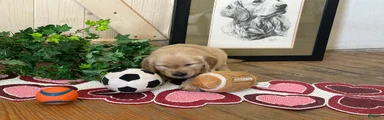 Golden Retriever 5/River