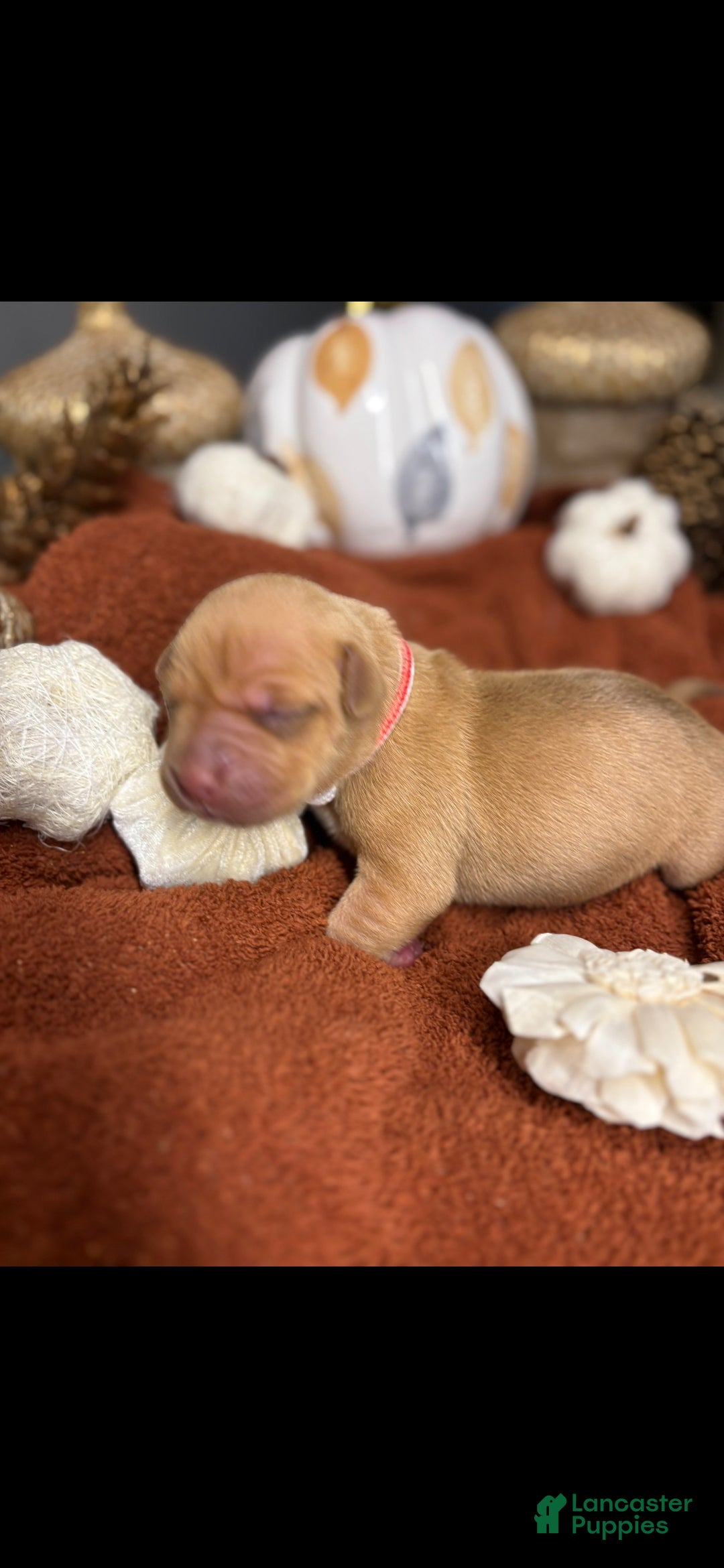 American Pit Bull Terrier dogs American Pit Bull Terrier 2 - Ad 16