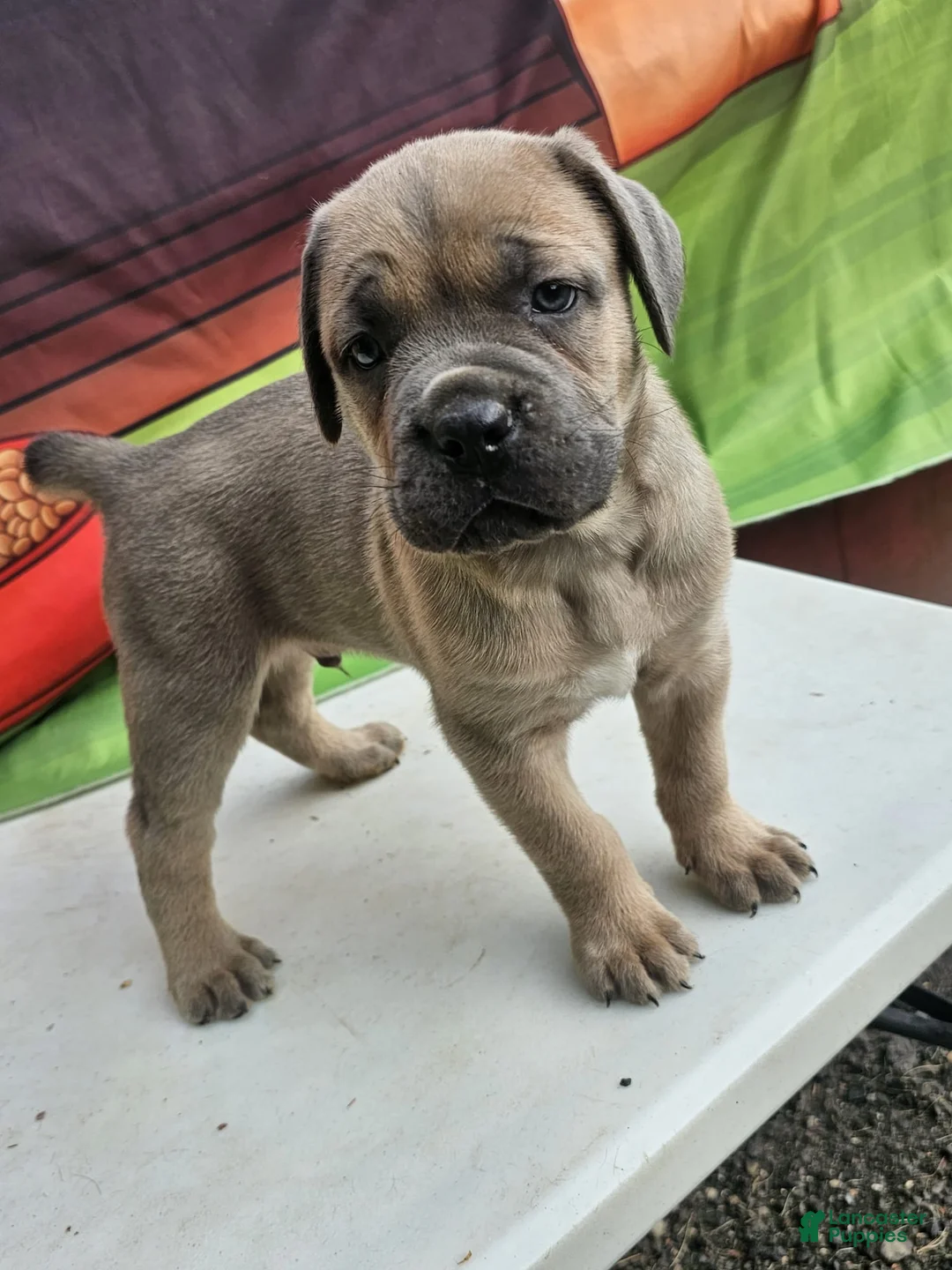 Cane Corso dogs for sale: ZEUS - Ad 2