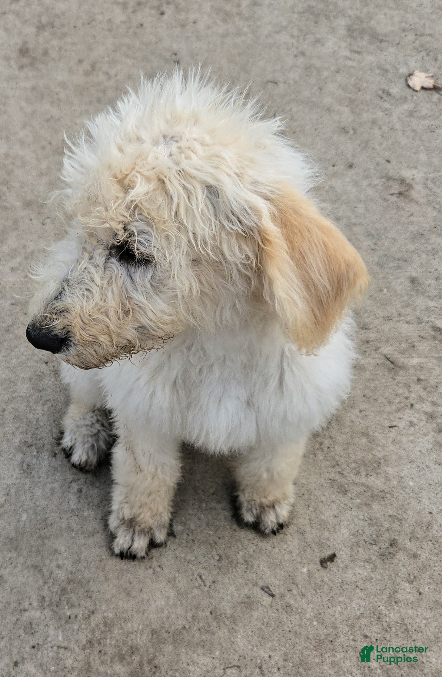 Labradoodle dogs Ben - Ad 1
