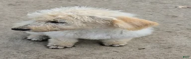 Ben
