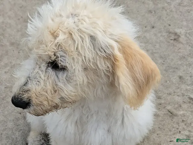 Labradoodle dogs for sale: Ben - Ad 1