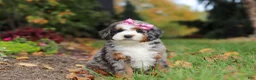 Mini Bernedoodle dogs for sale: Zendaya - Ad 5