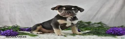 French Bulldog dogs for sale: Henrick - Ad 4
