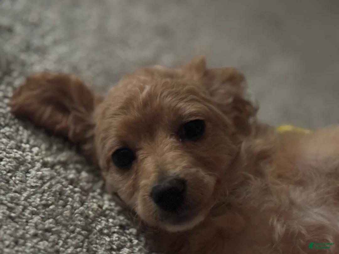 Bichpoo dogs for sale: Bichpoo Puppy 1 - Ad 2