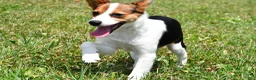 Mixed Breed dogs for sale: Willow - Ad 14