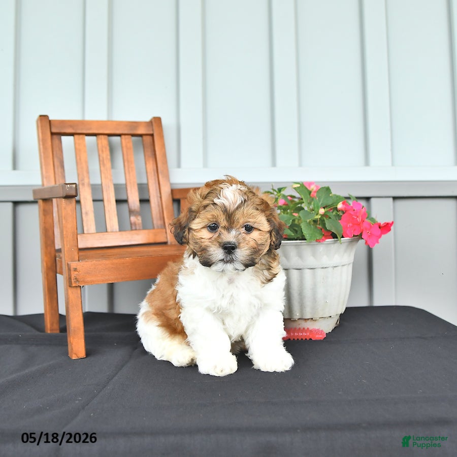 Shihpoo dogs Parker - Ad 1