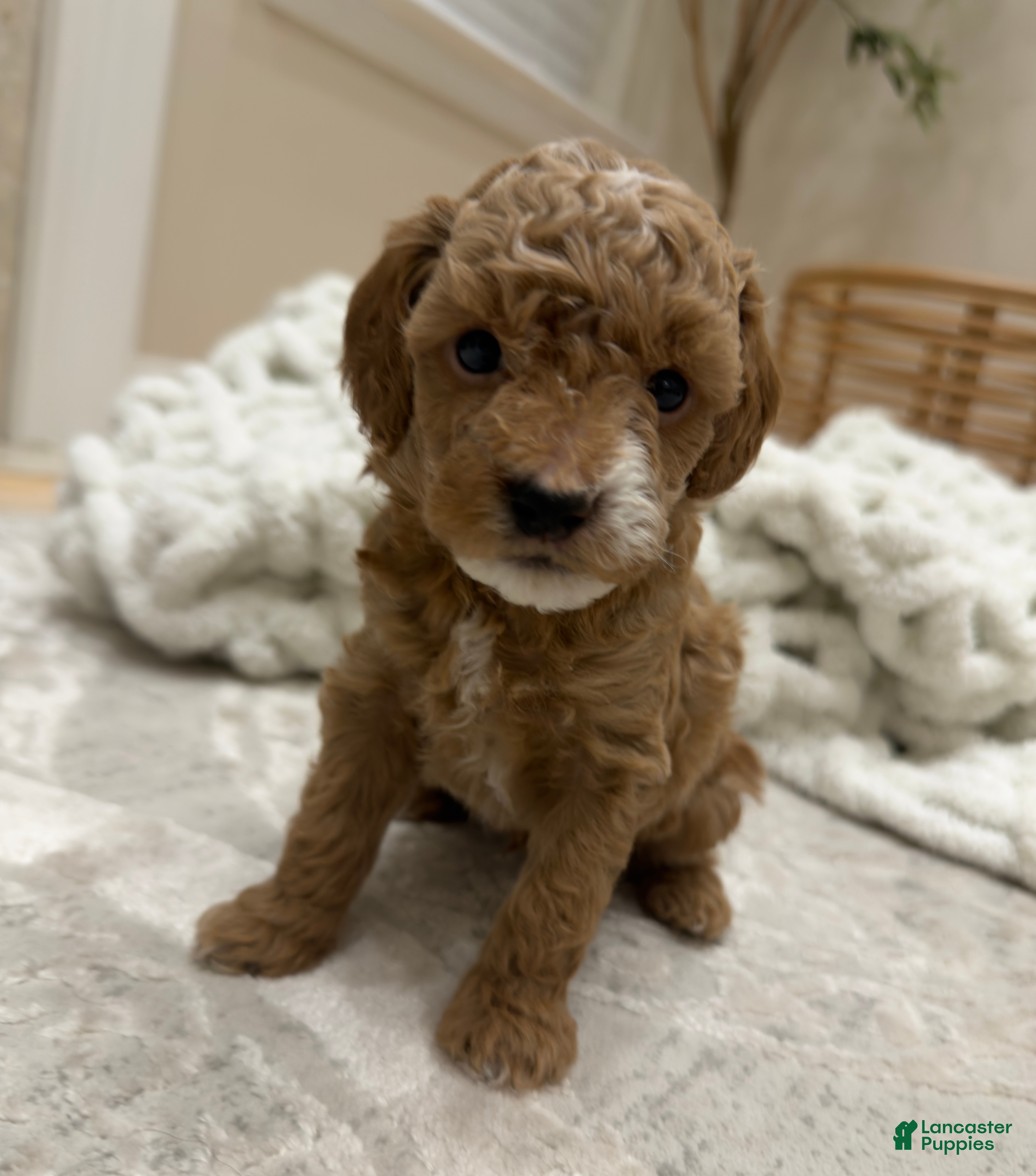 Miniature Poodle dogs for sale: SPOT - Ad 1