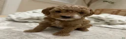 Miniature Poodle dogs for sale: SPOT - Ad 1
