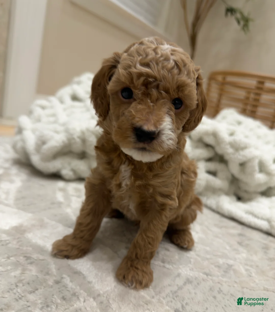 Miniature Poodle dogs for sale: SPOT - Ad 1