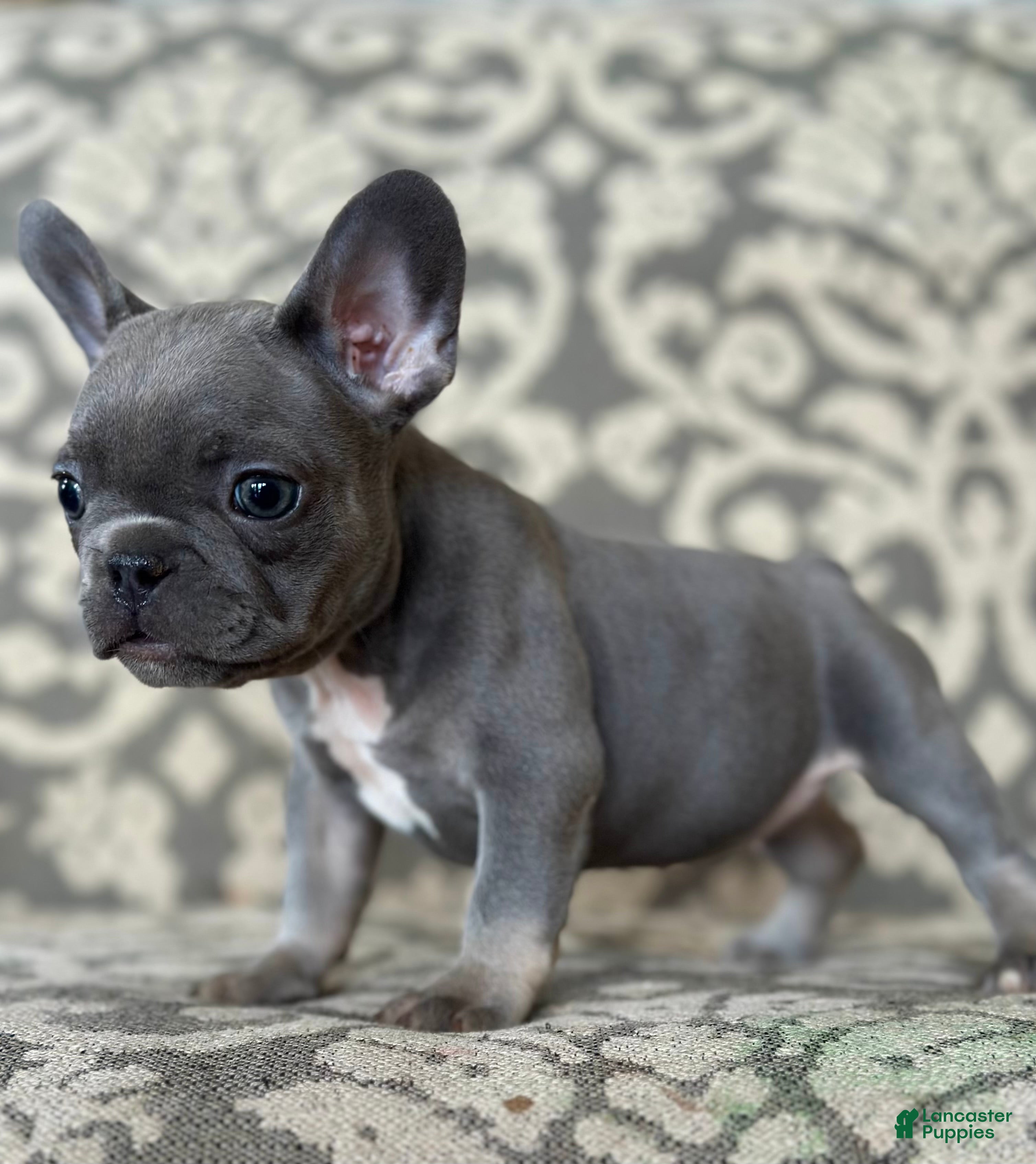 French Bulldog dogs Maple Baby - Ad 22