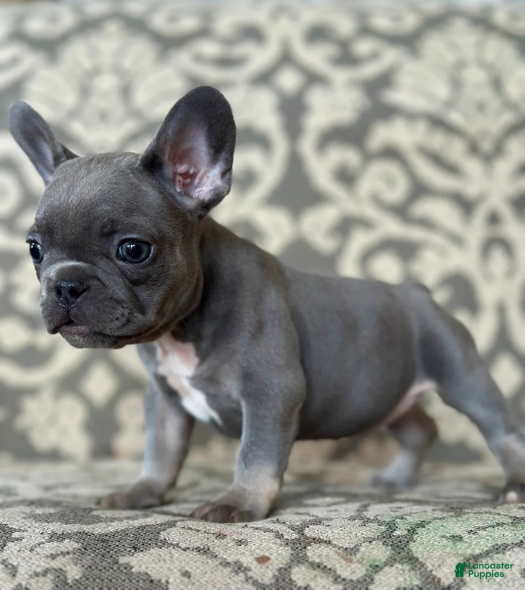 French Bulldog dogs for sale: Maple Baby - Ad 1