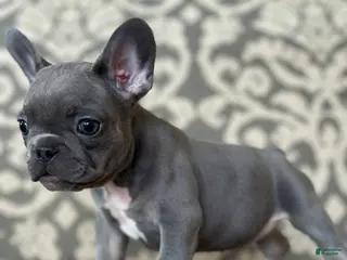 French Bulldog dogs Maple Baby - Ad 22