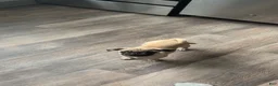 Pug dogs for sale: Booker - Ad 2