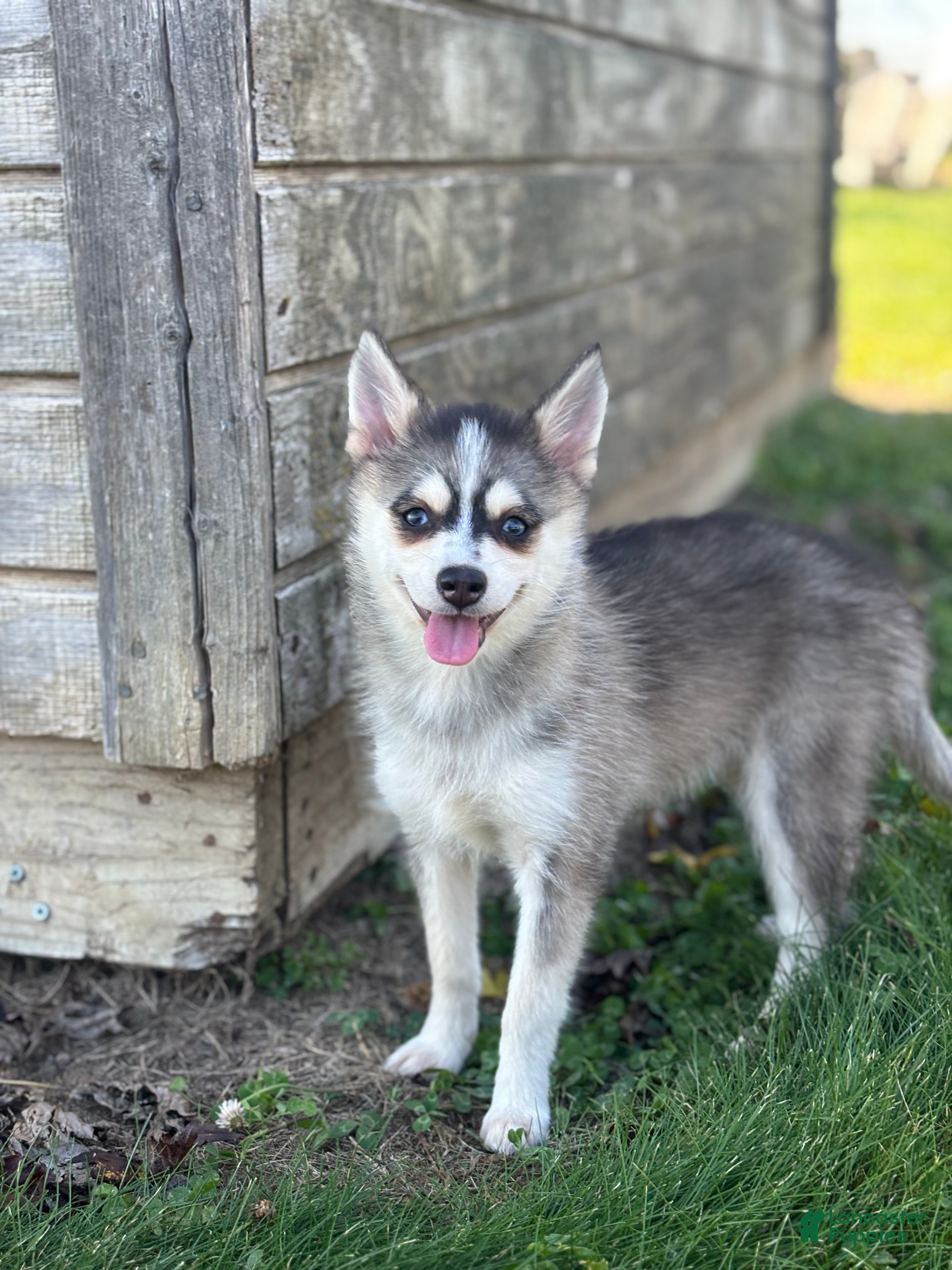 Pomsky dogs Dorthy - Ad 2