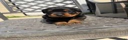 Rottweiler dogs for sale: Puppy 2 - Ad 3