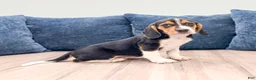 Beagle dogs for sale: Diamond - Ad 4