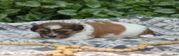 Teddy Bear dogs for sale: Sushi - Ad 4