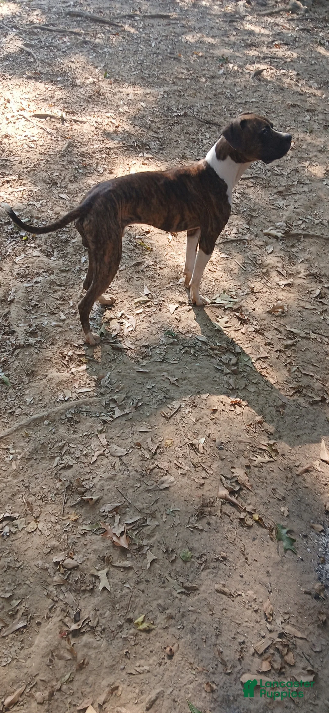 American Pit Bull Terrier dogs for sale: Bam Bam - Ad 4