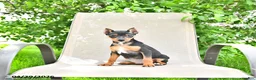 Miniature Pinscher dogs for sale: Titan - Ad 4
