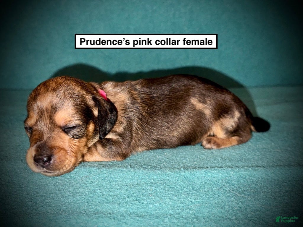 Dachshund dogs AKC Prudence's Pink Collar Female - Ad 6