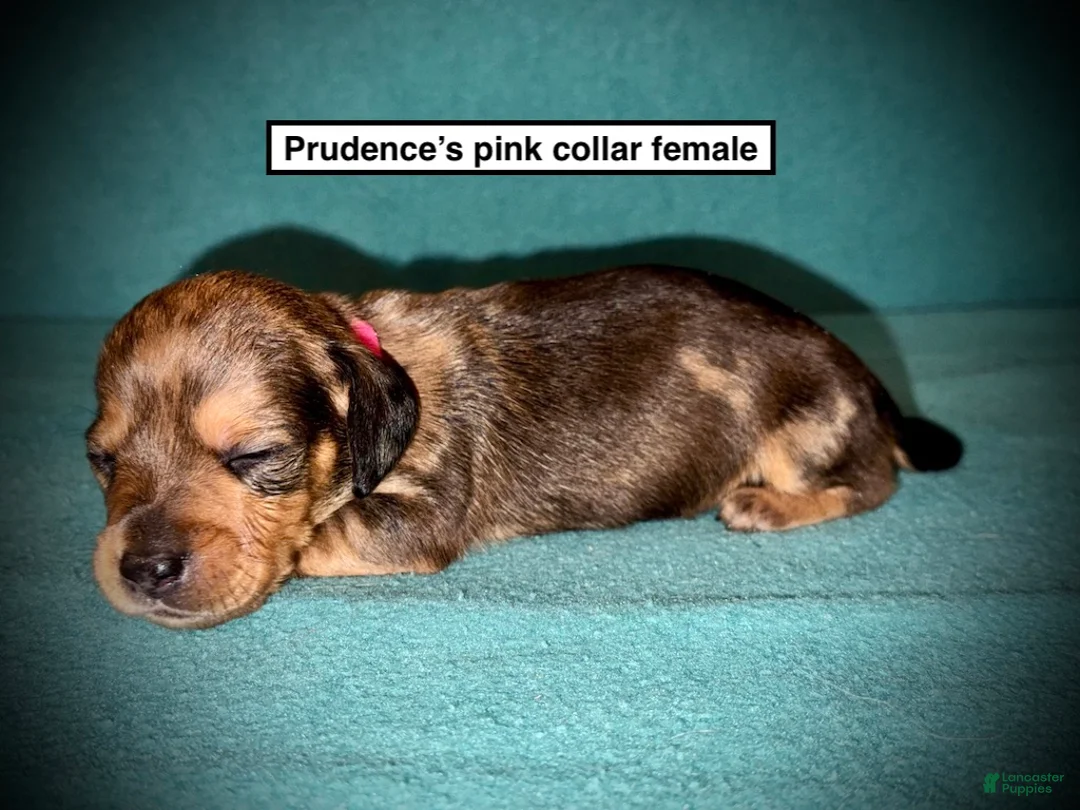 Dachshund dogs for sale: AKC Prudence's Pink Collar Female - Ad 1