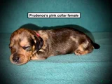 AKC Prudence's Pink Collar Female