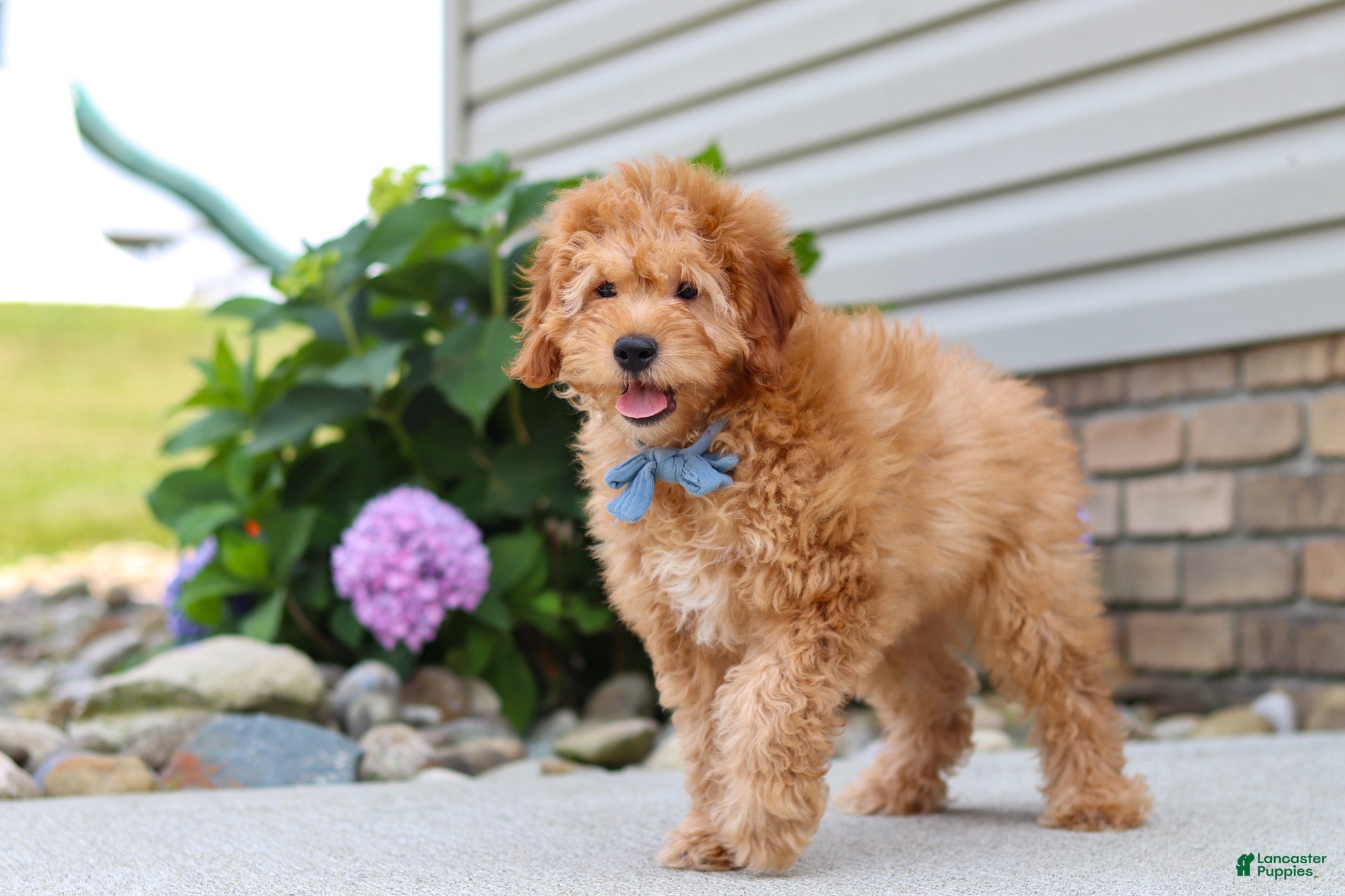 Mini Goldendoodle dogs Chase - Ad 2