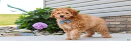 Mini Goldendoodle dogs for sale: Chase - Ad 2