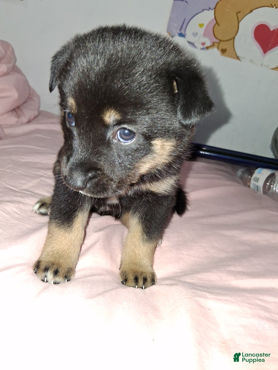 Mixed Breed dogs for sale: Esmerelda - Ad 2