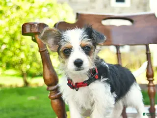 Yorkshire Terrier dogs for sale: Scooter - Ad 1