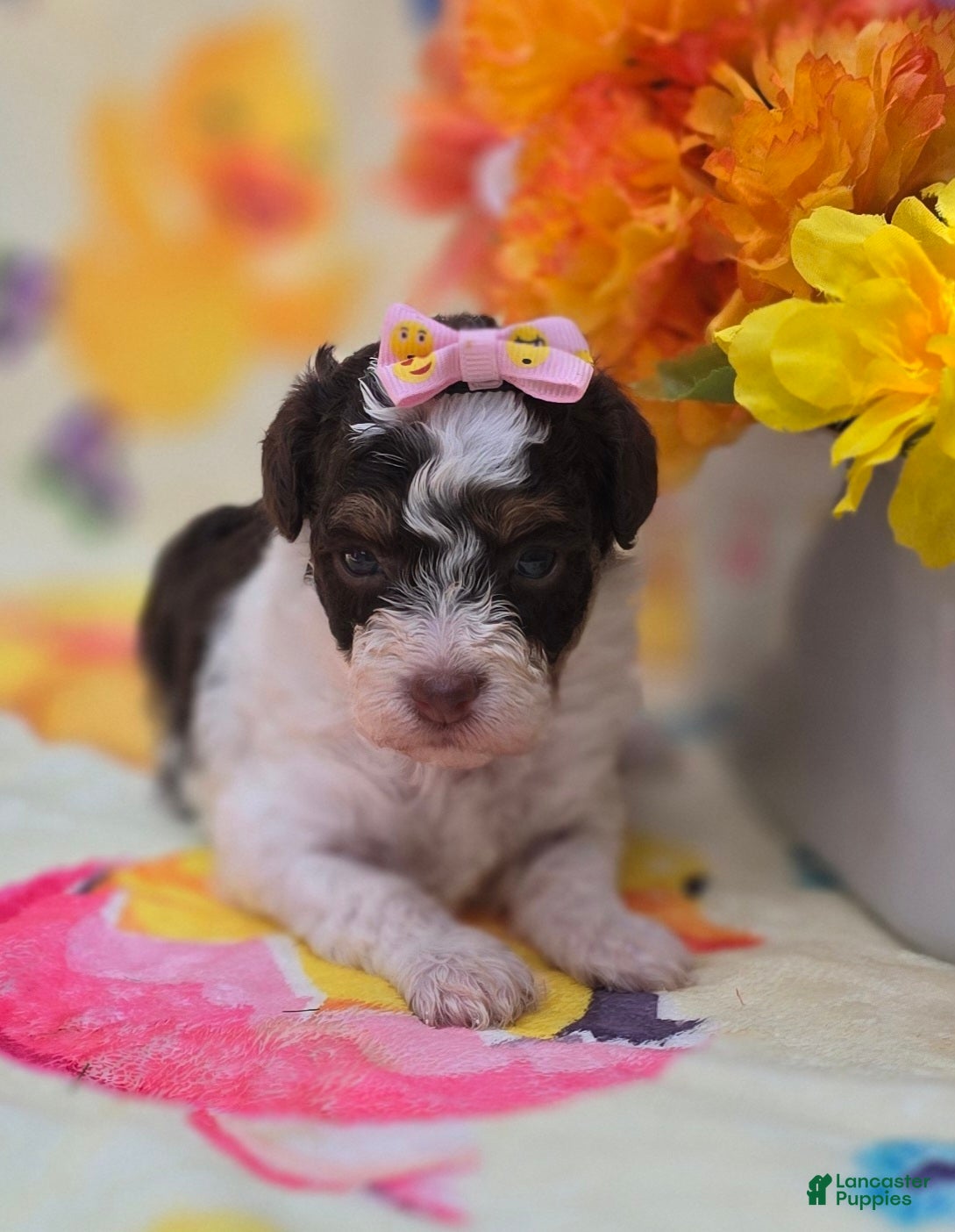 Yorkiepoo dogs Klarity  - Ad 12