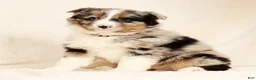 Miniature Australian Shepherd dogs for sale: Erin - Ad 3
