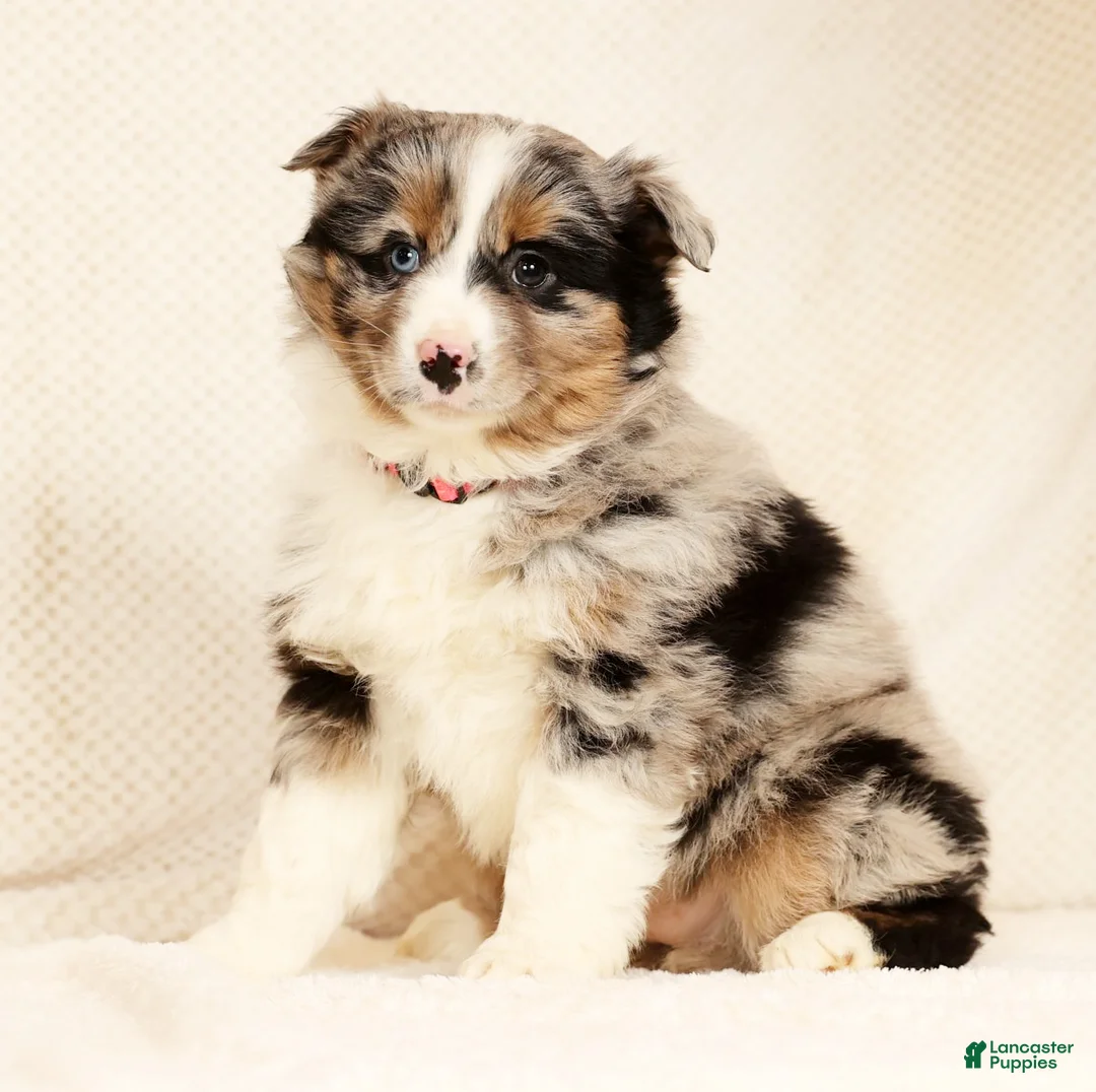 Miniature Australian Shepherd dogs for sale: Erin - Ad 3